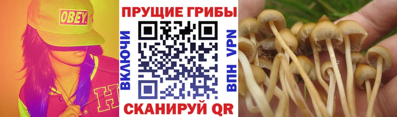 hydra сайт  Дигора  Псилоцибиновые грибы ЛСД 